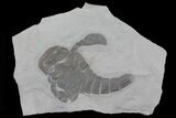 Eurypterus (Sea Scorpion) Fossil - New York #70646-1